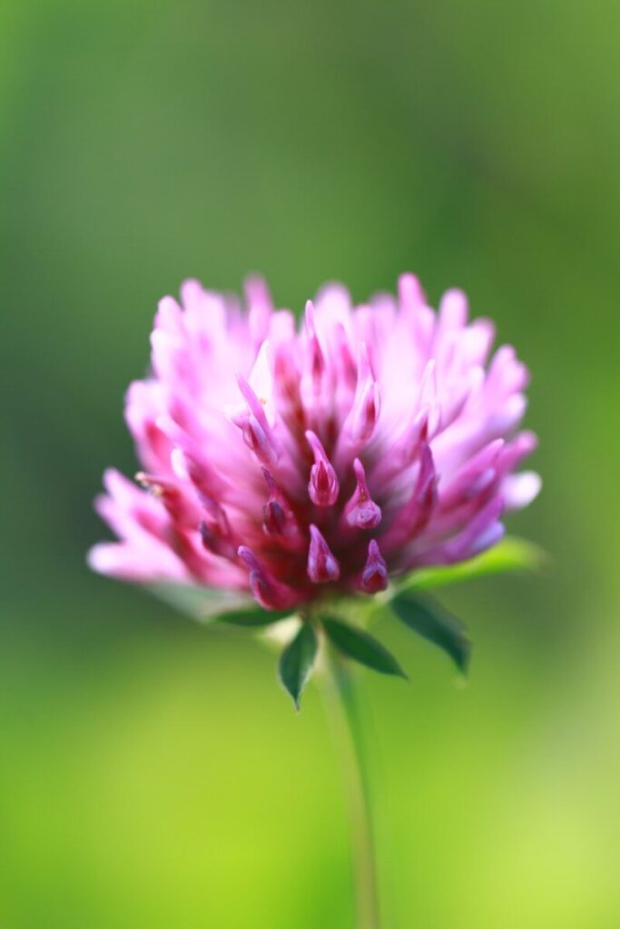 Red Clover extract ingredient - EQUILI by Le microbiome for Perimenopause, Menopause and Postmenopause