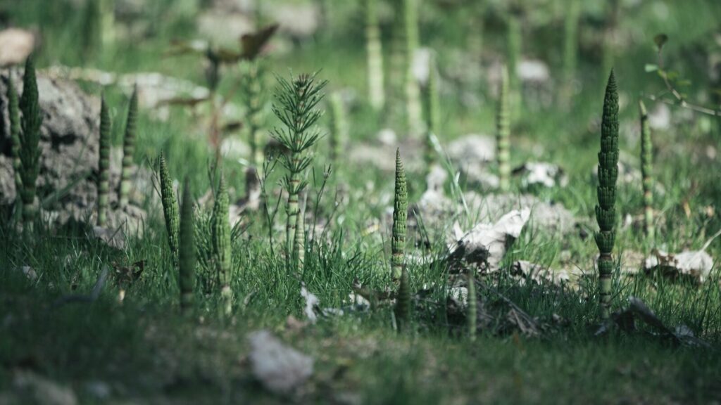 Asiūklis (Equisetum arvense)