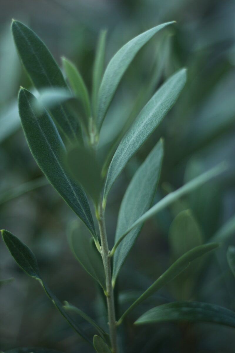 Sage extract ingredient - EQUILI by Le microbiome for Perimenopause, Menopause and Postmenopause