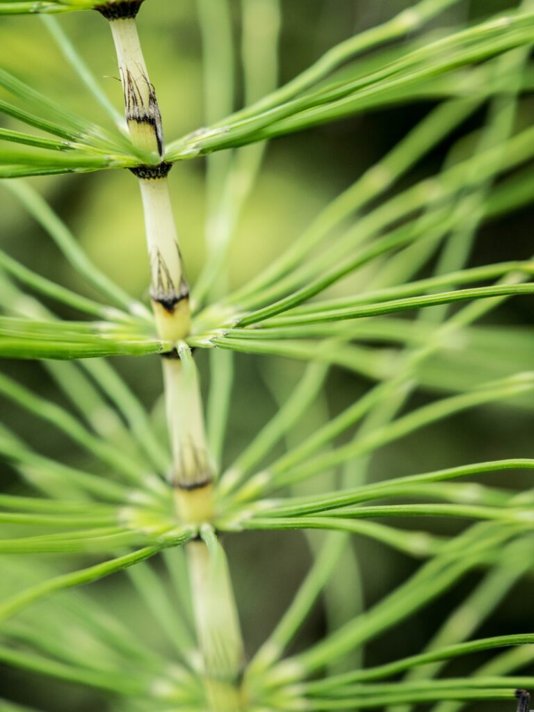 Horsetail ingredient - EQUILI by Le microbiome for Perimenopause, Menopause and Postmenopause