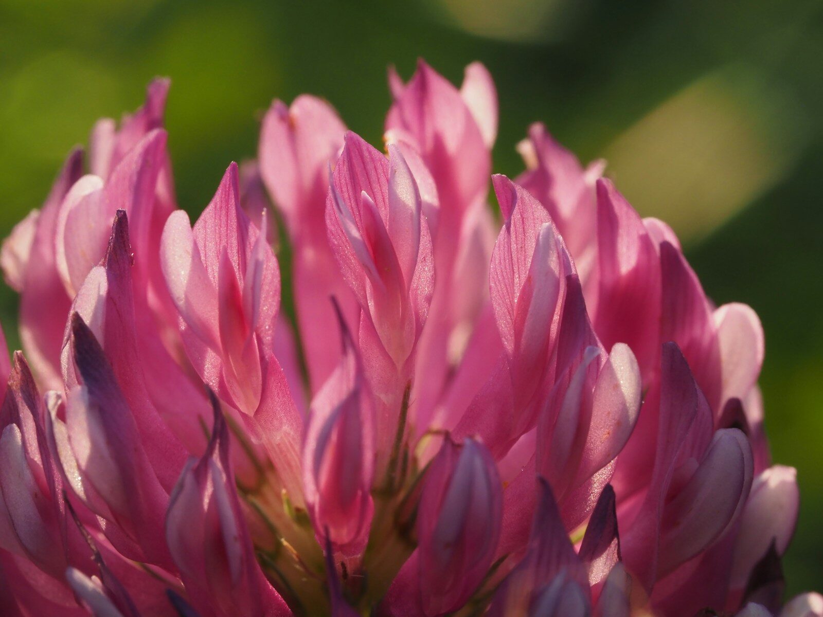Red clover - EQUILI by Le microbiome supplement ingredient