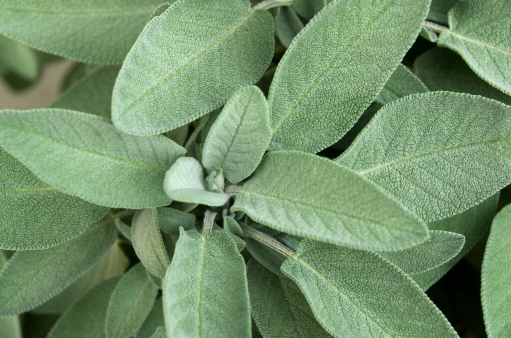 Sage (Salvia officinalis)